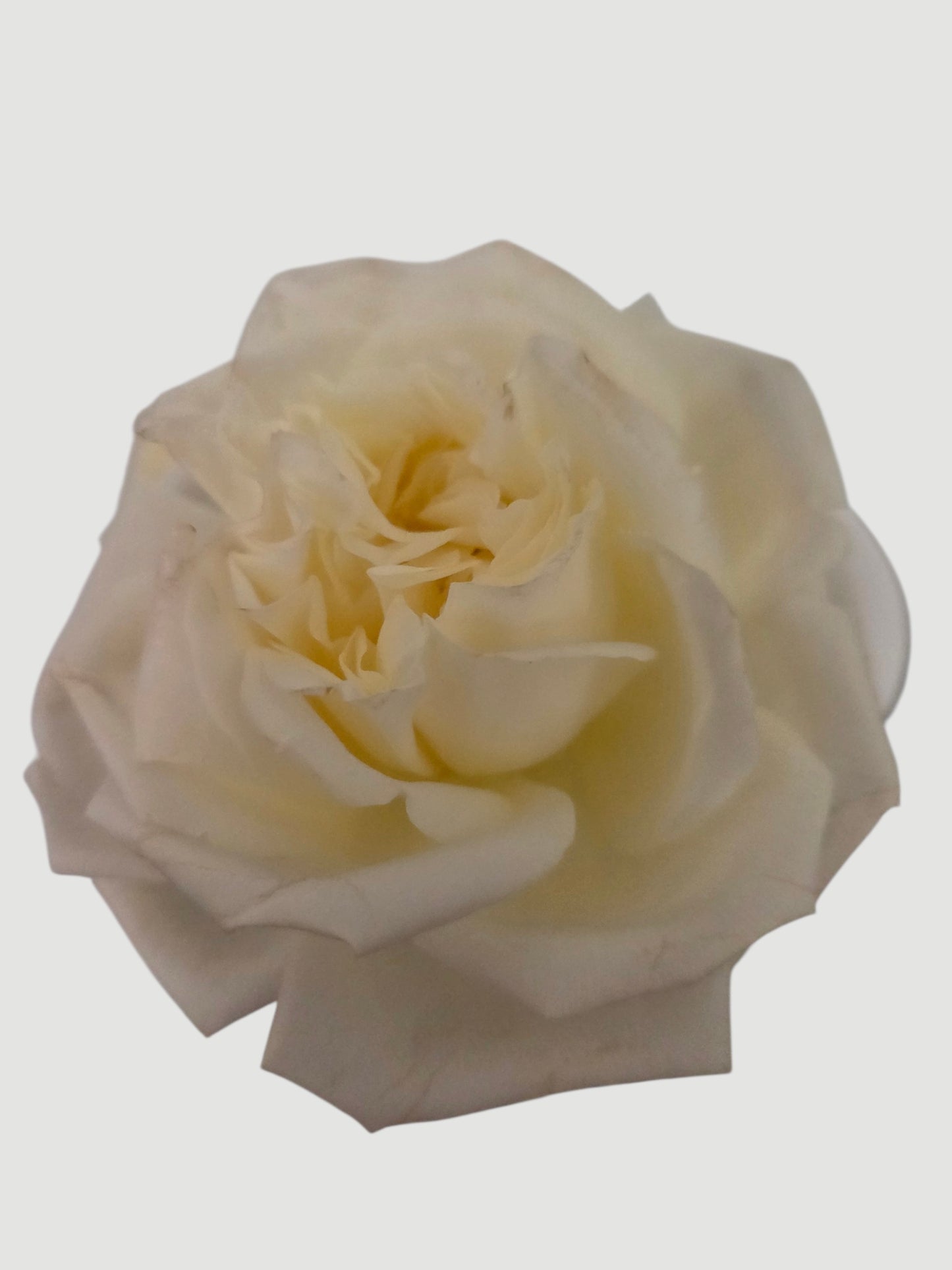 Roses hypericum berries chrysanthemums